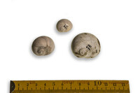 F 16618
<br/>
<br/>
<em></em>